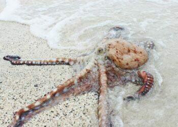 Octopus on the sea shore (Unsplash | Bryan Burgos)