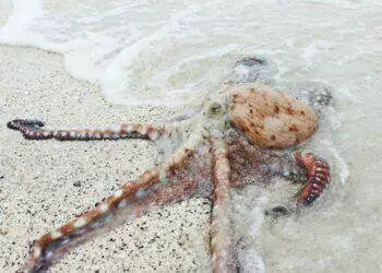 Octopus on the sea shore (Unsplash | Bryan Burgos)