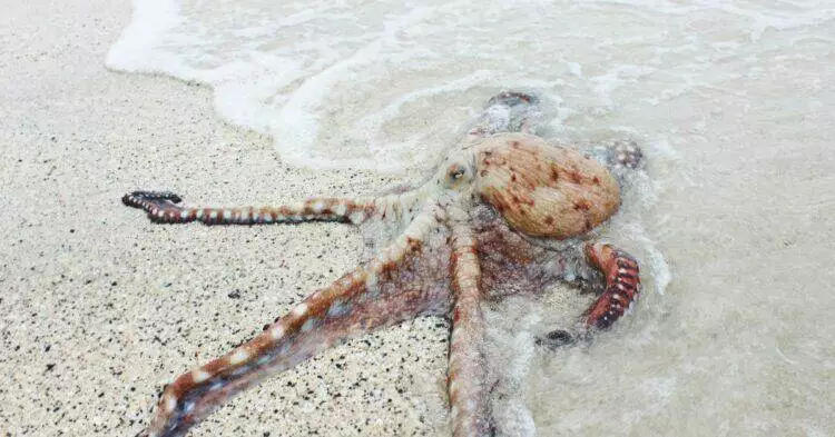 Octopus on the sea shore (Unsplash | Bryan Burgos)
