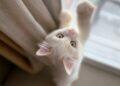 Cat by the window
