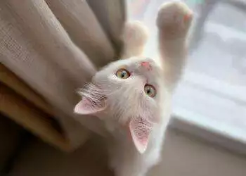 Cat by the window