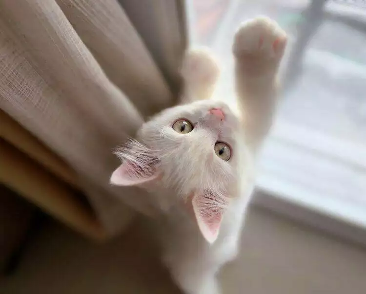 Cat by the window