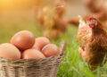 Chicken, eggs