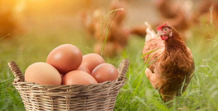 Chicken, eggs