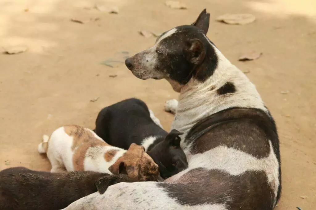 a dog and several puppies