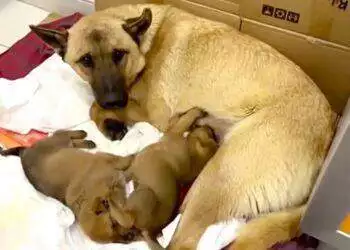 Mother dog saves her puppy