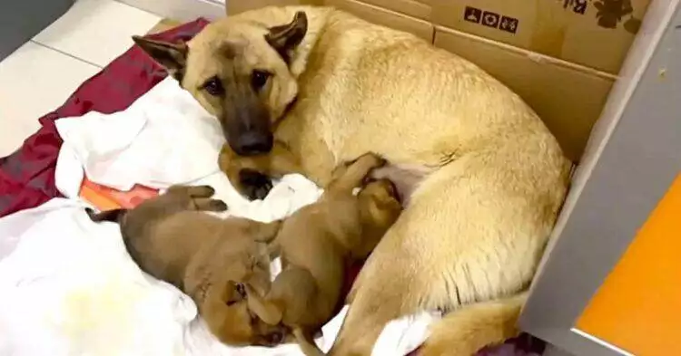 Mother dog saves her puppy