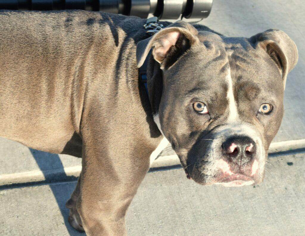 A close up of a dog on a leash