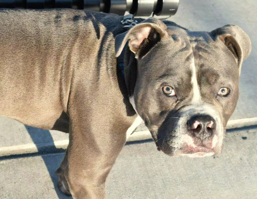 A close up of a dog on a leash