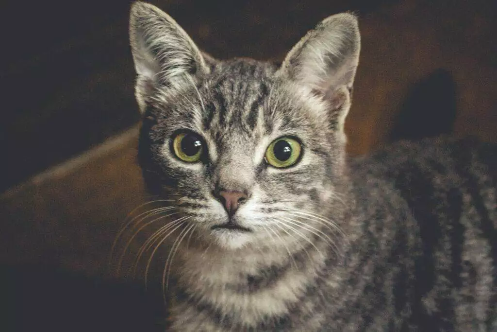 selective focus photography of brown tabby cat