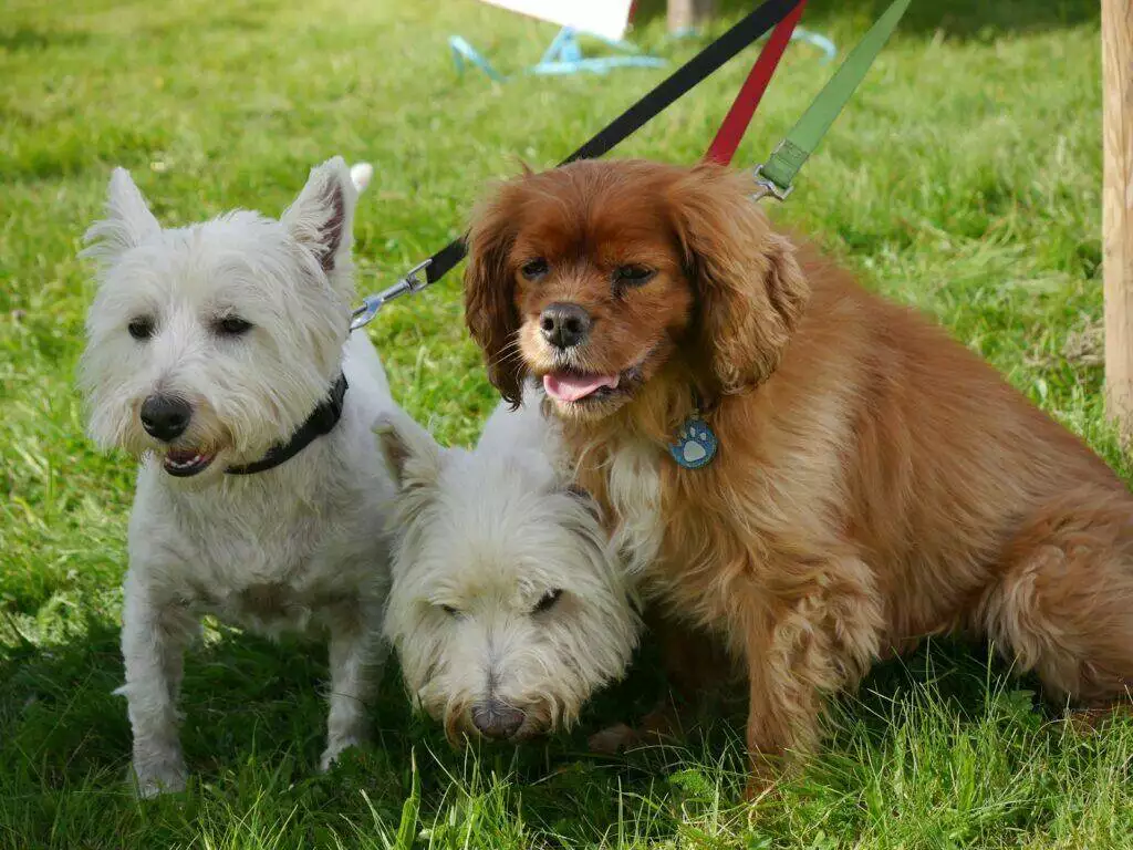A group of three dogs sitting on top of a lush green field
