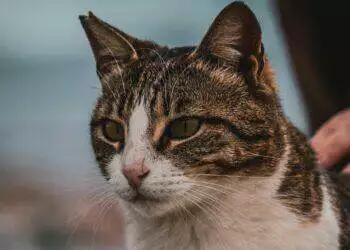 Cats can contract bird flu and people should be aware