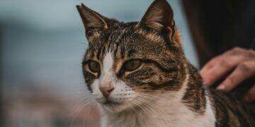 Cats can contract bird flu and people should be aware