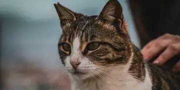 Cats can contract bird flu and people should be aware
