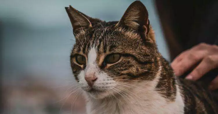 Cats can contract bird flu and people should be aware
