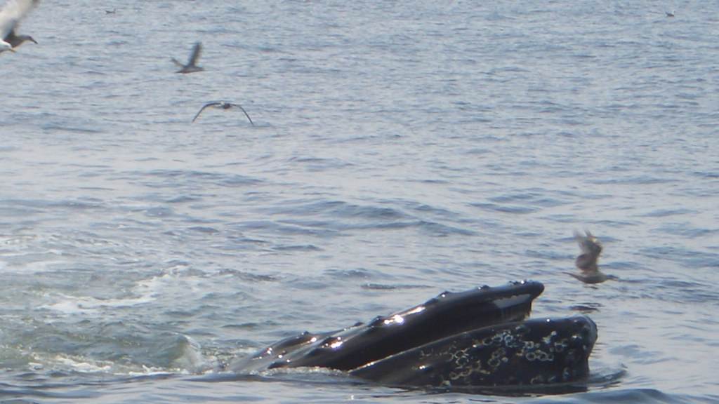 Humpback Whale in the Atlantic Ocean; Stellwagen Bank (Massachusetts)