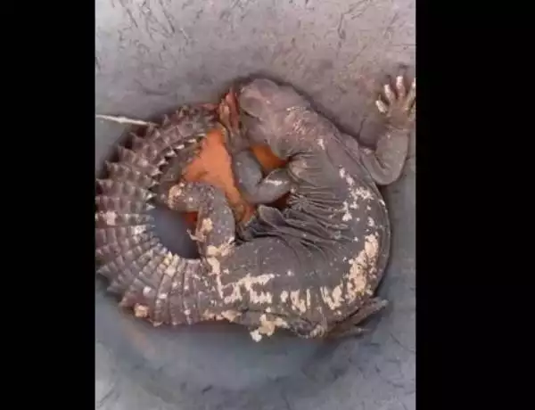 A family of reptiles