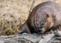 Beavers build a dam saving the Czech Republic $1.2 million