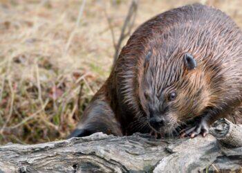 Beavers build a dam saving the Czech Republic $1.2 million