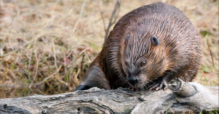 Beavers build a dam saving the Czech Republic $1.2 million