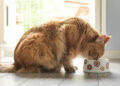 cat eating
