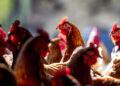 Chickens