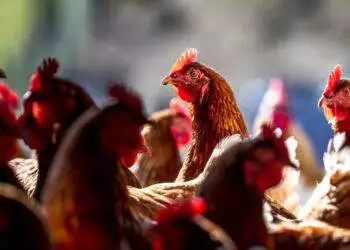 Chickens