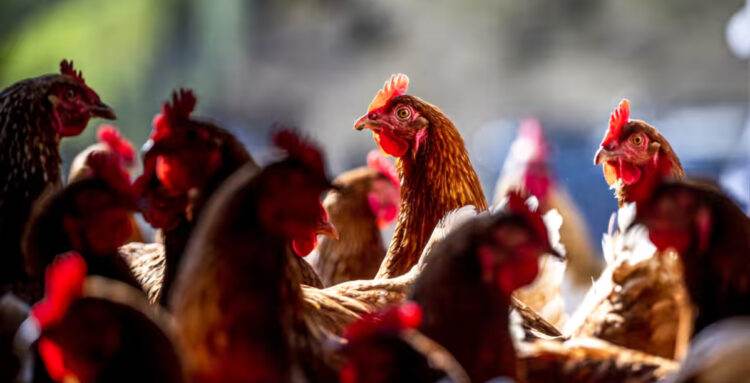 Chickens