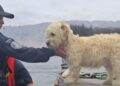 rescued dogs