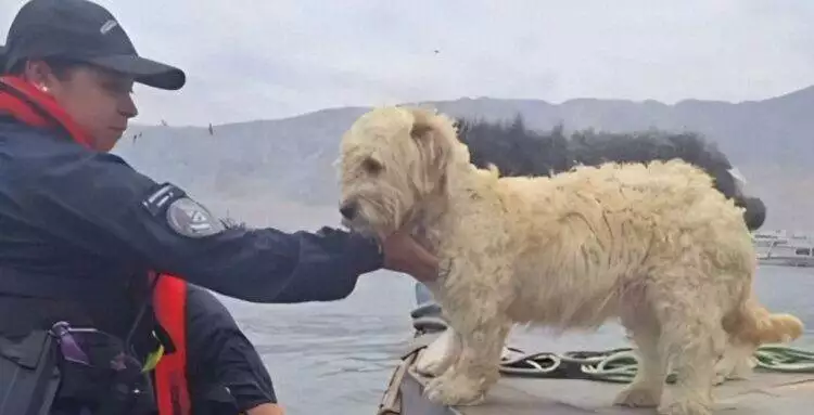 rescued dogs