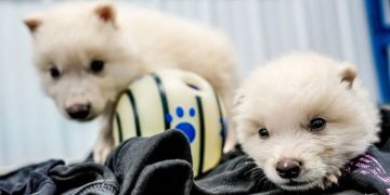 Genetically created 'dire wolf' (Colossal Biosciences)