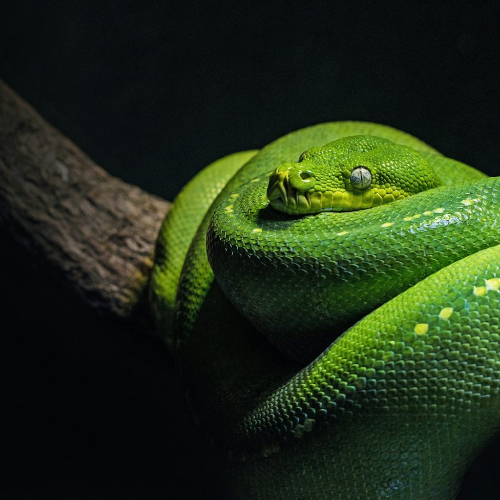 green snake on brown branch close-up photo