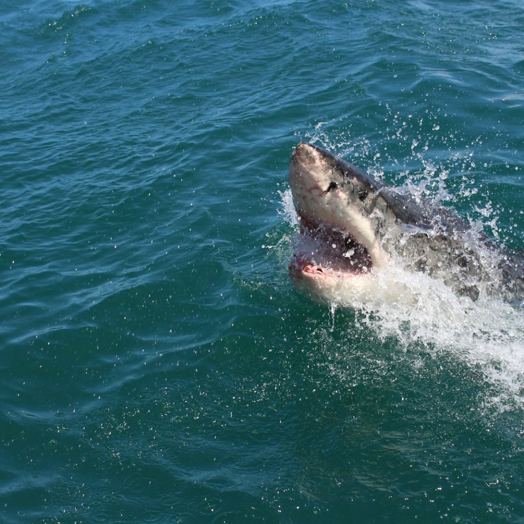 a great white shark with its mouth open in the water