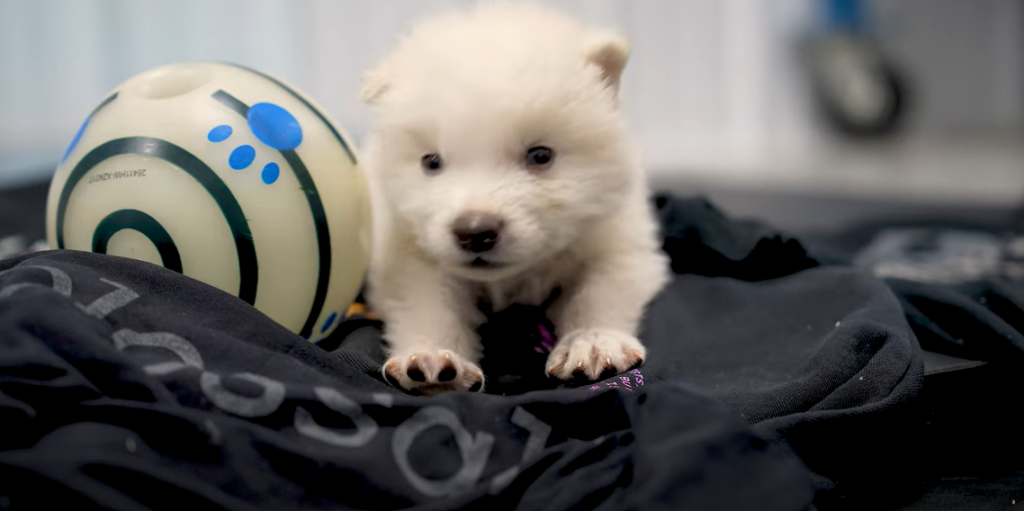 Genetically created 'dire wolf'