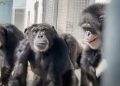 Vanilla the chimp sees the open sky