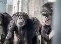 Vanilla the chimp sees the open sky