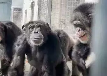 Vanilla the chimp sees the open sky