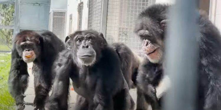 Vanilla the chimp sees the open sky