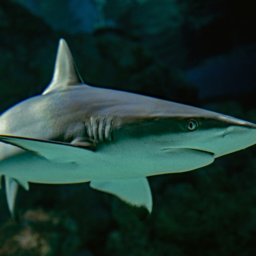 selective focus photography of shark