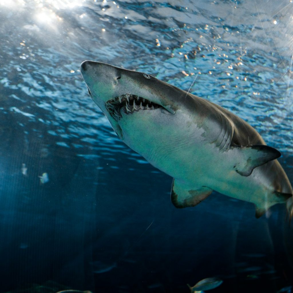 great white shark