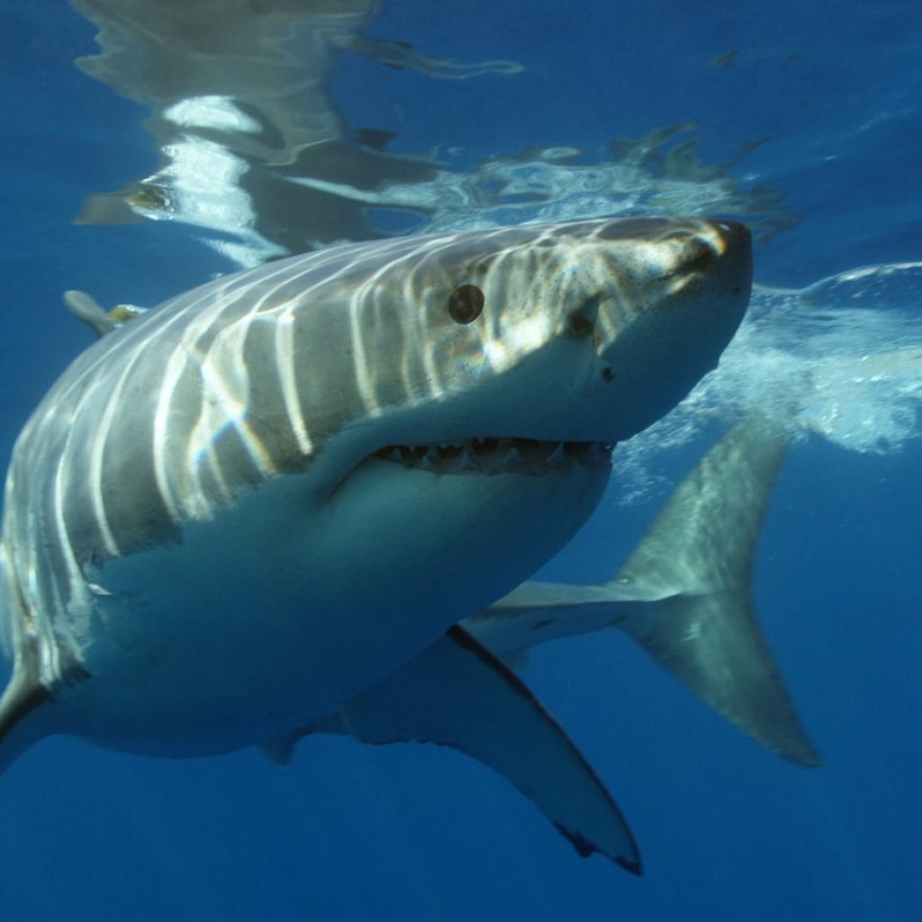a great white shark swimming in the ocean