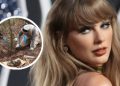 Taylor Swift, human remains