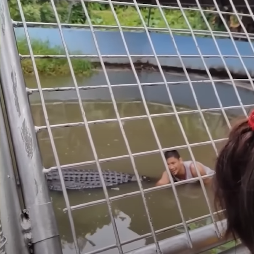 Croc attack