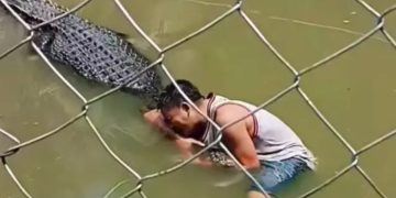 Croc attack
