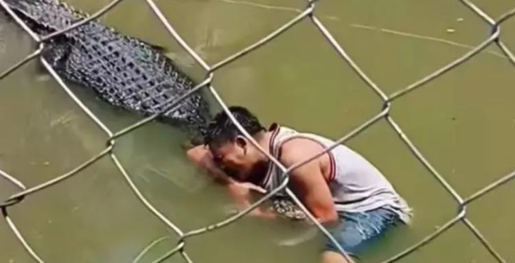 Croc attack