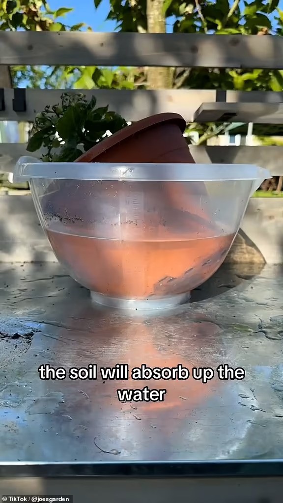 plant soaked in water