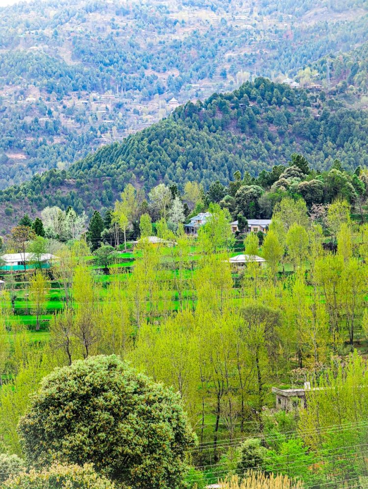 Terror attack in Kashmir