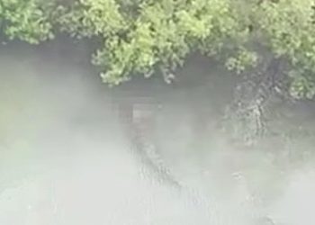 Croc attack