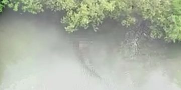 Croc attack