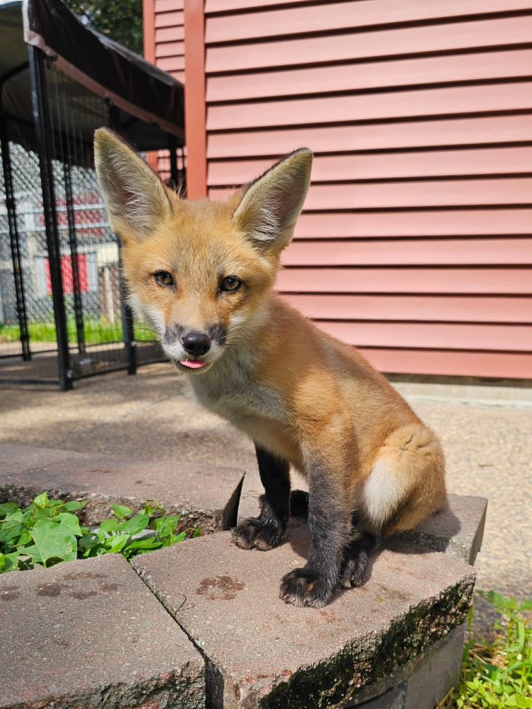 One of the foxes saved by Mikayla Raines' rescue